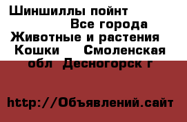 Шиншиллы пойнт ns1133,ny1133. - Все города Животные и растения » Кошки   . Смоленская обл.,Десногорск г.